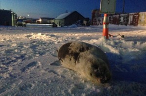 A bearded seal was stranded in a Nome parking lot in December. (Photo: Emily Russell, KNOM)