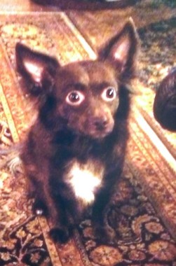 Coco was a small, long-haired Chihuahua mix. (Photo courtesy of Gordon Garlock)