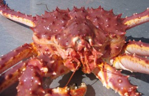 Red king crab, pictured here, is one of 13 species that the National Marine Fisheries Service wants importers to provide better information about if it comes from abroad. (Photo via Alaska Department of Fish & Game)