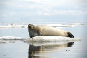 A Bearded seal rests on ice off coast of Alaska (June 21 2011 John Jansen NOAA’s Alaska Fisheries Science Center)