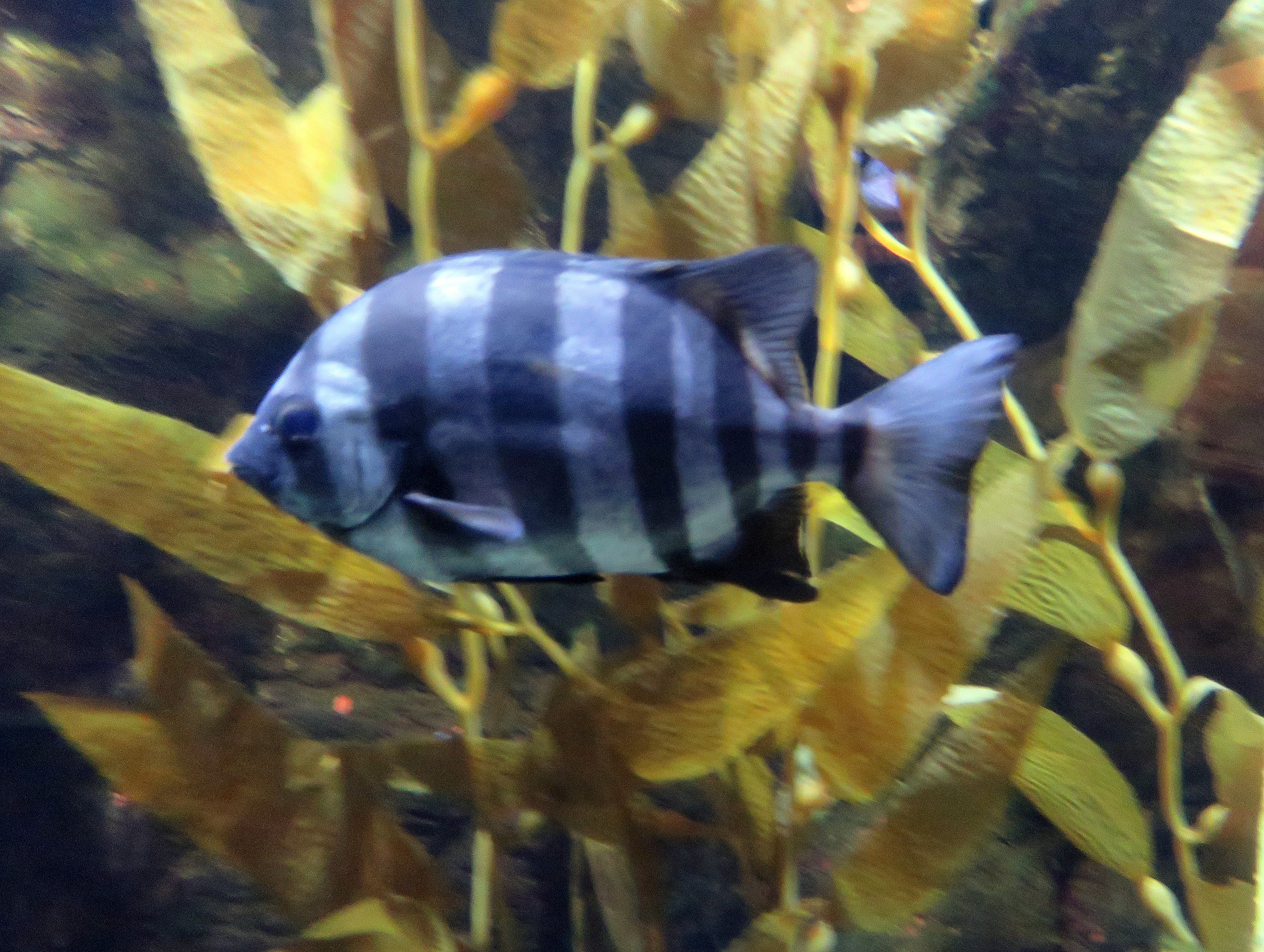A striped beakfish that hitchhiked across the Pacific Ocean via a probable tsunami wreck now swims at the Oregon Coast Aquarium. (Photo by Tom Banse, Northwest News Network - Oregon)