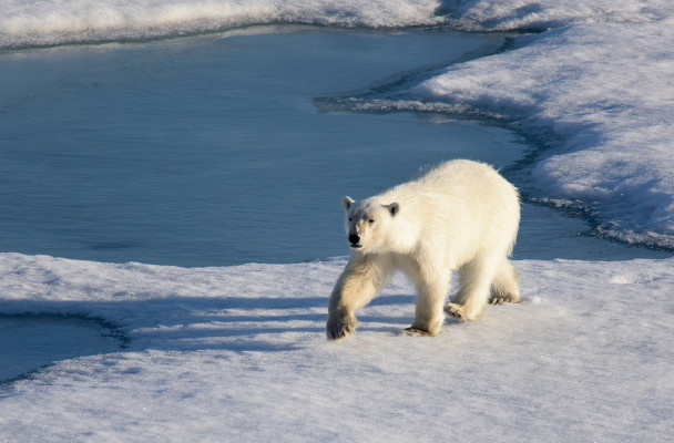 Polar Bear (Photo via Flickr Creative Commons courtesy of Christopher Michel)