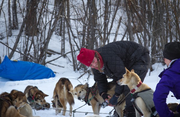 A musher cares for a sled dog on a snow day.