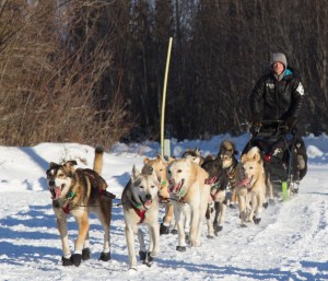 Dallas Seavey, pictured here in Galena, is racing his father Mitch for the Iditarod title. (Photo by Zach Hughes/KSKA)