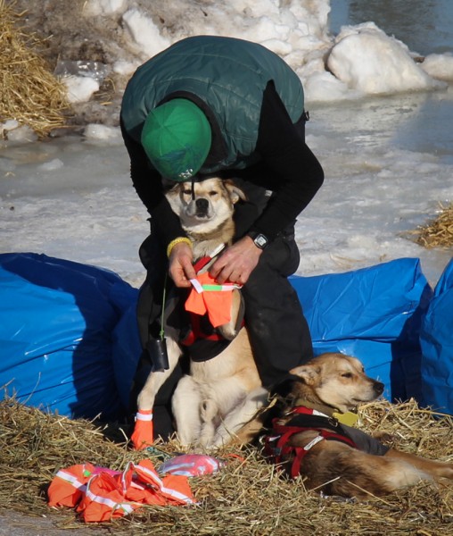 Kelly Maixner bootying a sleepy sled dog before leaving for Shaktoolik. (Photo by Zachariah Hughes/KSKA)