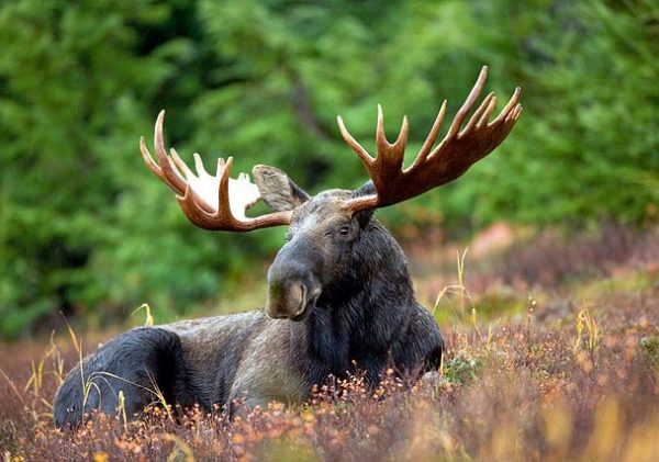 2016_moose_wildlife