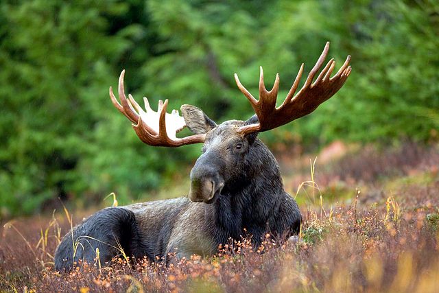 2016_moose_wildlife