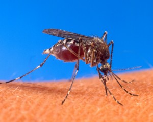 mosquito USDA