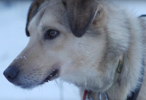 Mushers maintain sophisticated breeding programs to achieve a specific profile for their kennel. 