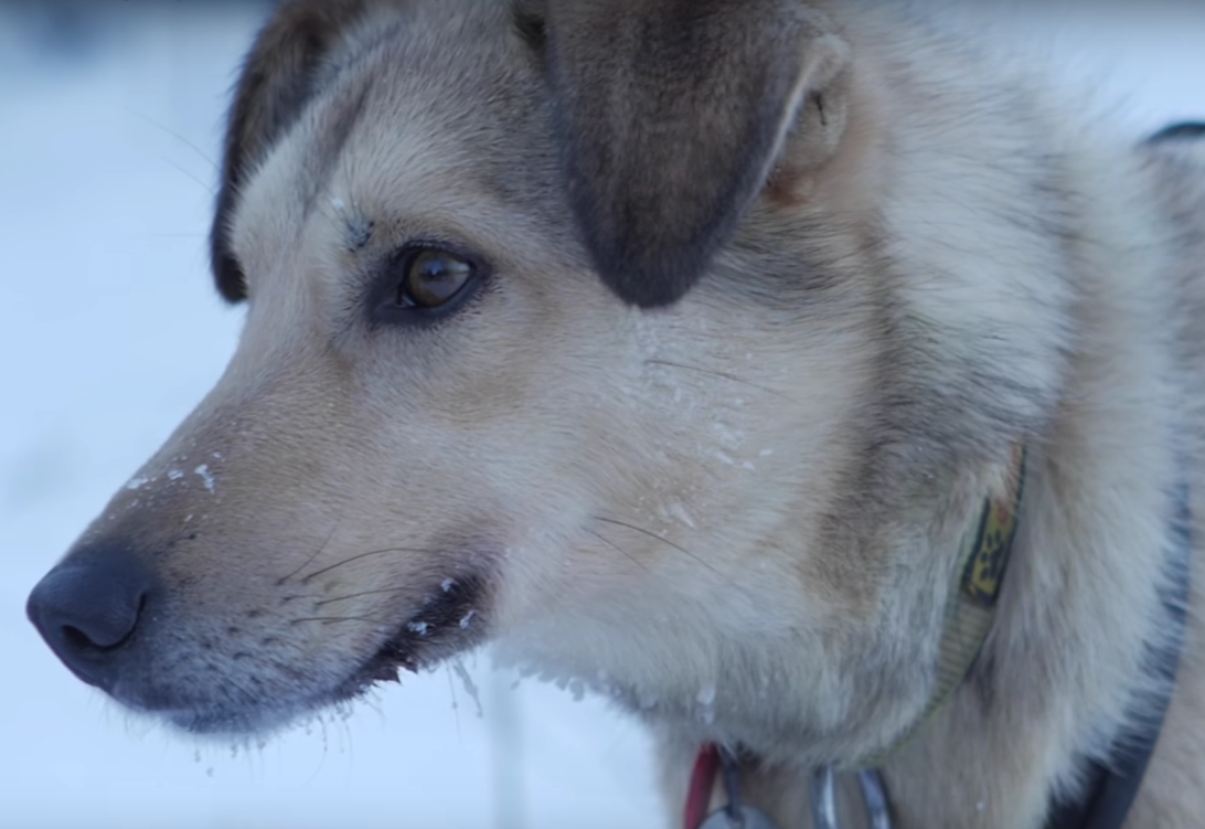 Musher, Video