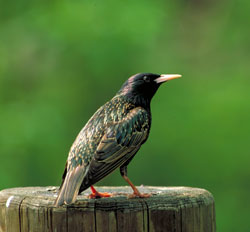 Starling (Photo courtesy of Alaska Department of Fish and Game)