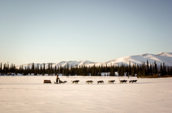 A dog team runs on flat snow with trees behind him and low mountains
