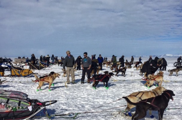 On Thursday, mushers lined out dog teams on the sea ice in Kotzebue for the start of the 2016 Kobuk 440. (Photo by Emily Schwing, KNOM - Nome)