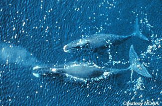 Bowhead whales in the Bering-Chukchi-Beaufort Sea . Alaska holds one of the world's five stocks of the bowhead whale. (Photo courtesy of NOAA)