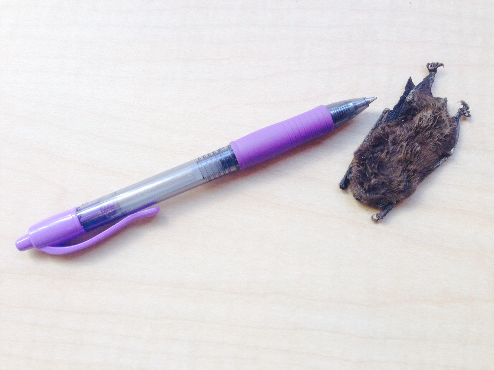 The carcass of this small brown bat compared to a pen. Alive they weigh between 5-7 grams. (Photo by Angela Denning, KFSK - Petersburg)