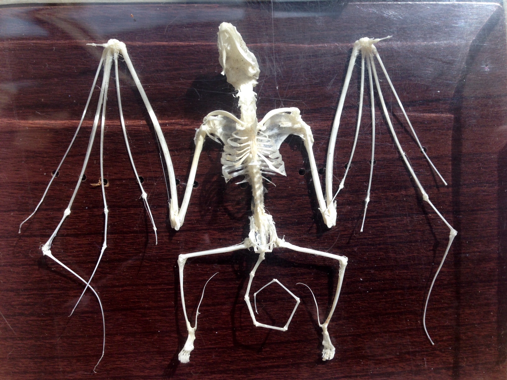 This bat skeleton shows that the fingers of a bat make up most of its wings. (Photo by Angela Denning, KFSK - Petersburg)