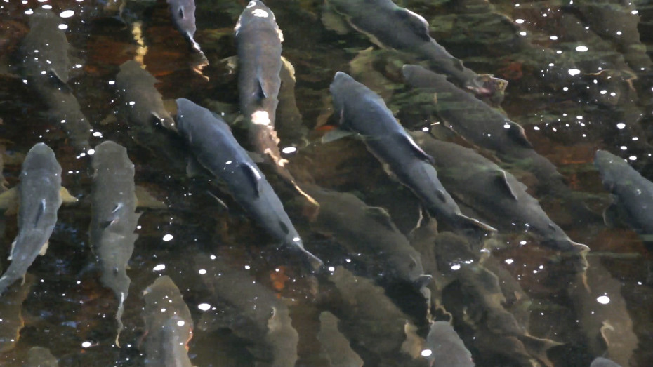 Pink salmon, plus an occasional silver and red, congregate in a pool above the Auke Creek weir before spawning. The males will put on displays and fight with other males as part of the competition for mating females which have already started a nest. (Photo by Matt Miller, KTOO - Juneau)