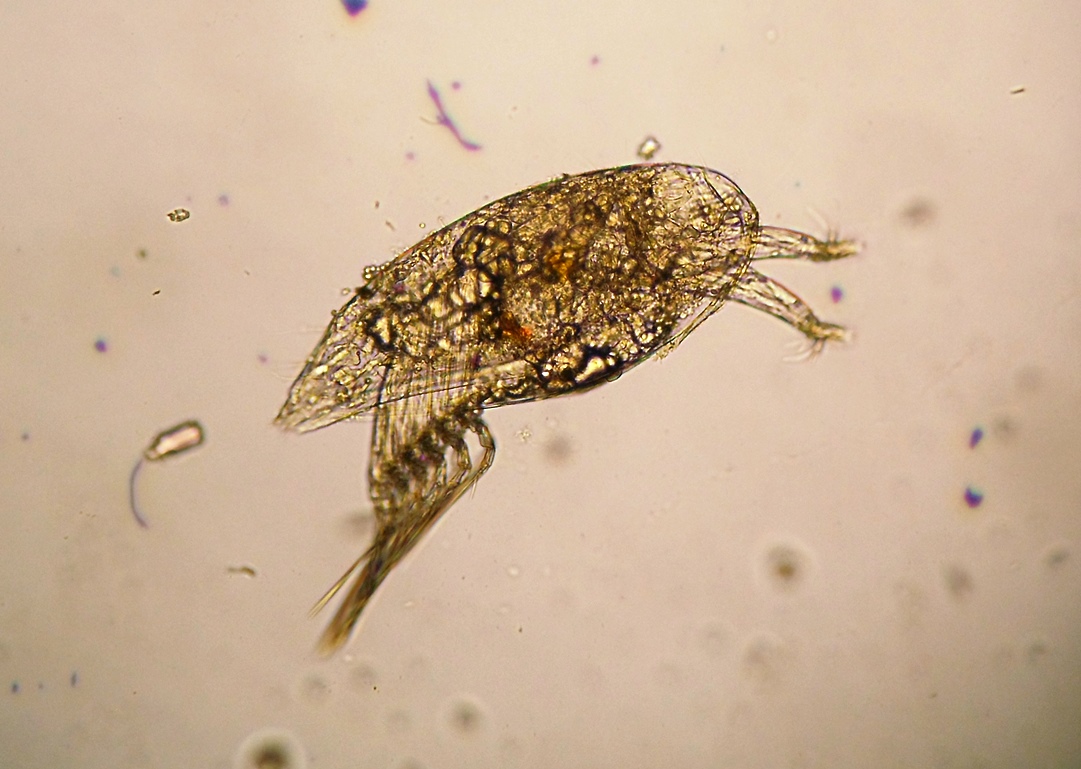 A larvae of the parasitic barnacle. (Photo courtesy of Leah Sloan)