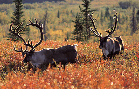 Two caribou in redish tundra and a few scattered sprice trees in the background