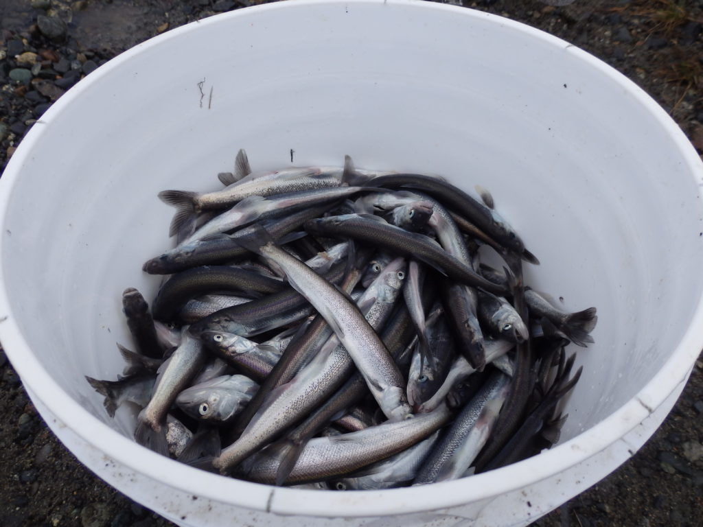 A bucket full of freshly caught hooligan. (Photo by Emily Files, KHNS - Haines)