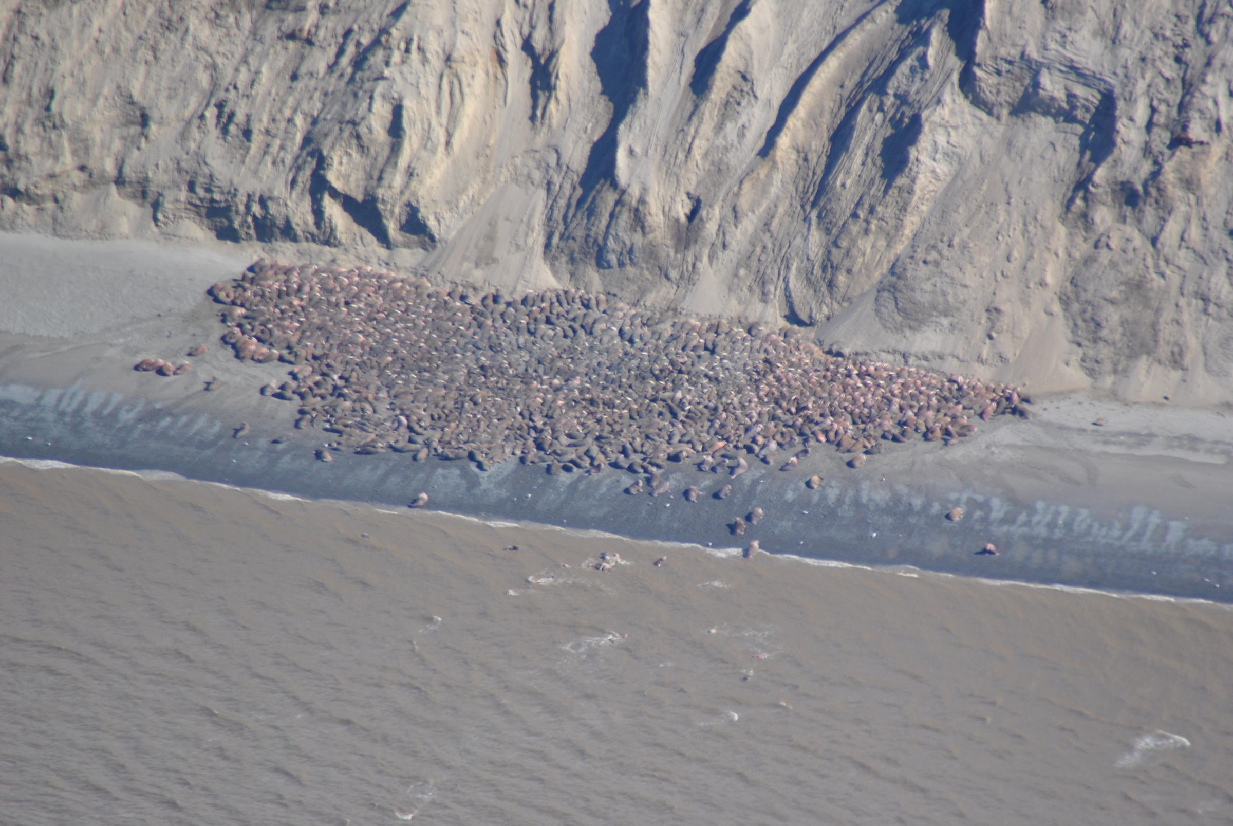 These walruses are hauled out at Cape Grieg, a spot in between Egegik and Ugashik on the Alaska Peninsula. This appears to be a new haul out spot, and biologist aren't sure why it was picked or how long the walruses will stick around. (Photo courtesy of USFWS)