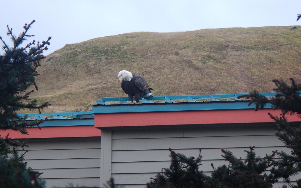 A bald eagle on the roof of the PCR. (Photo courtesy of John Ryan)