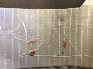 Bed bugs go through five life stages before becoming adults "about the size of an apple seed." (Photo courtesy of BBAHC)