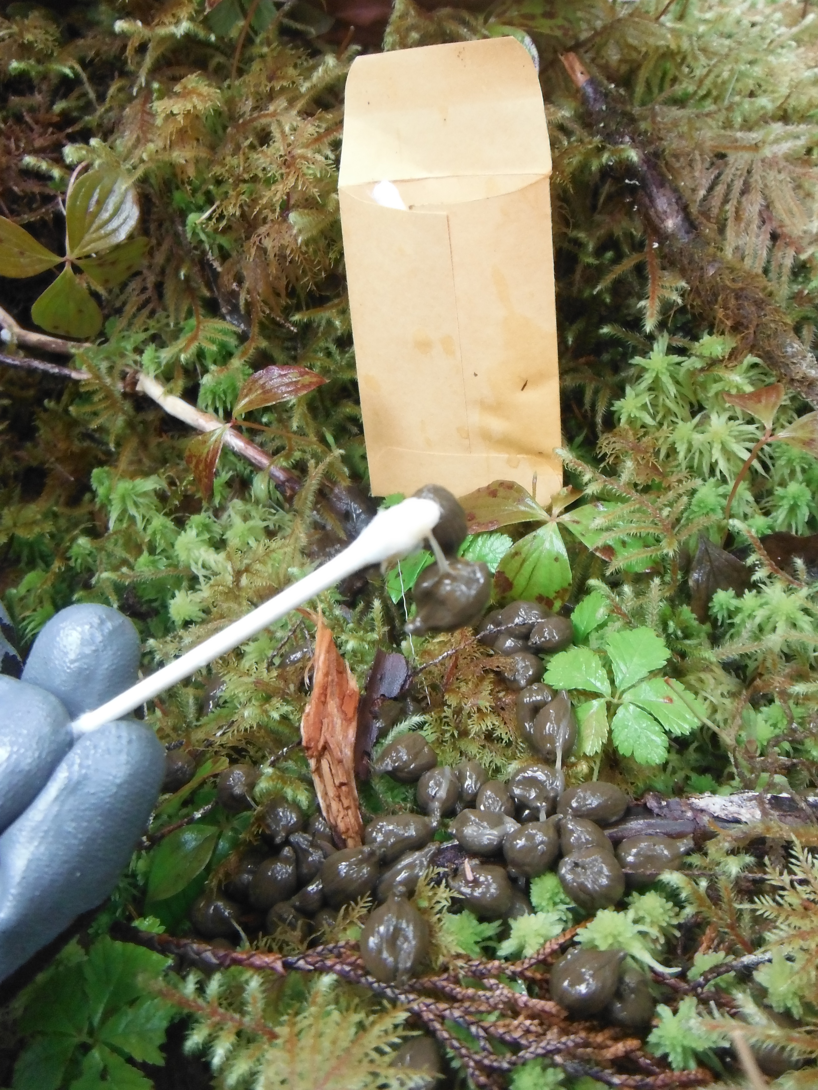 DNA from deer pellets are helping ADF&G monitor deer populations in Southeast Alaska. (Photo courtesy of Alaska Department of Fish and Game)