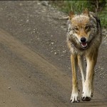 05182016_Denali wolf_NPS