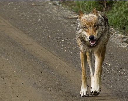 Denali wolf Photo courtesy of National Park service)