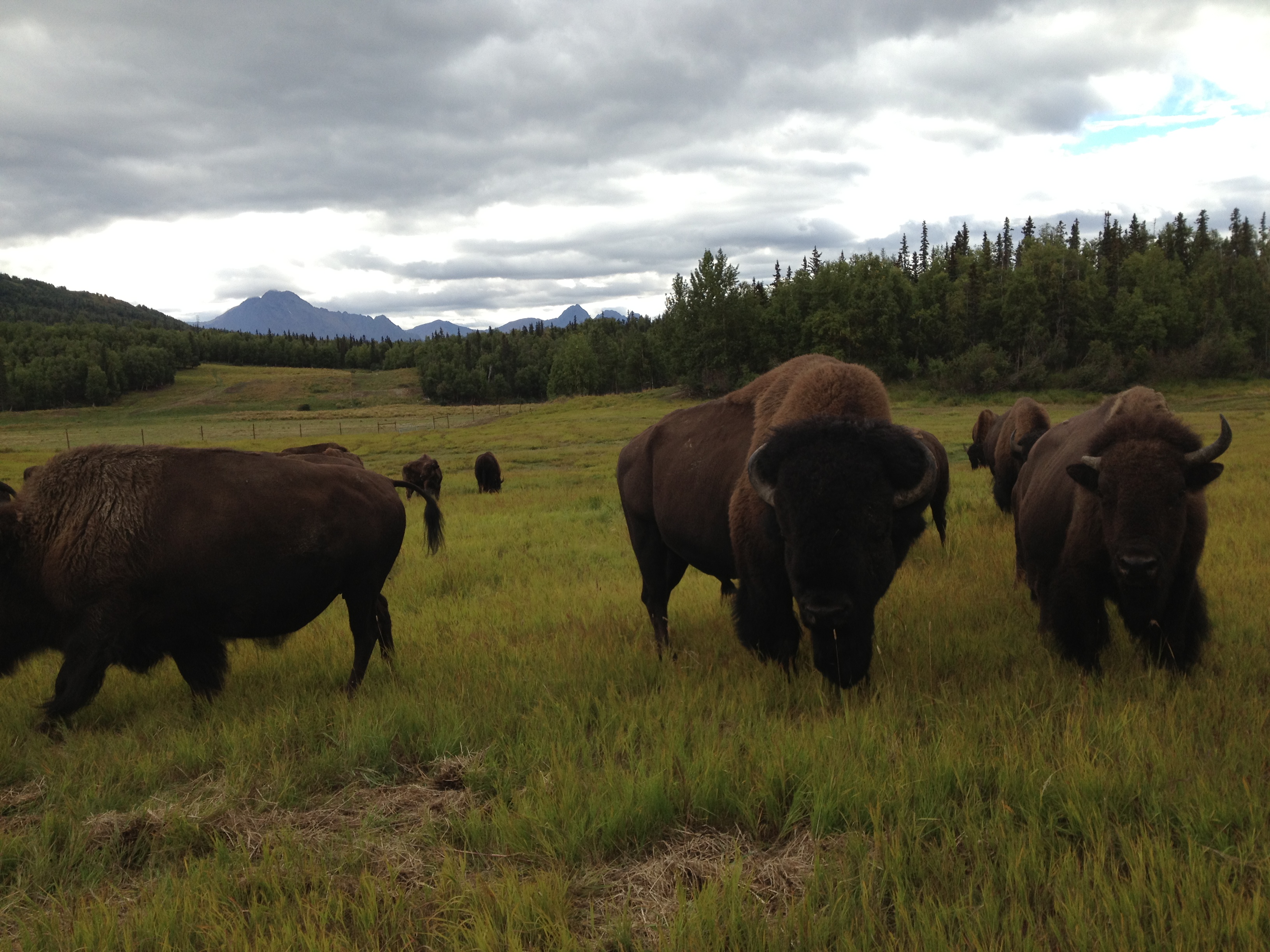 Bison roam free on ranchland near Palmer (Photo by Ellen Lockyer, Alaska Public Media - Anchorage)