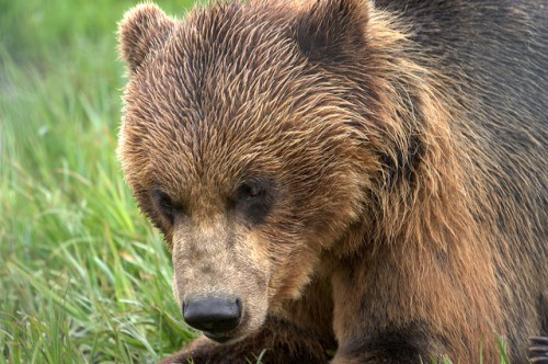 Bear attack survivor: 'Grace was extended to me' - Alaska Public Media