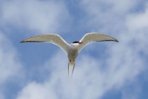 Arctic Tern, courtesy Wikimedia commons