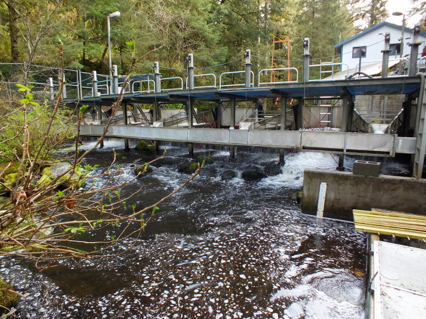 Downstream view of the fish counting weir at Auke Creek that is located north of downtown Juneau. (Photo by Matt Miller/KTOO News)