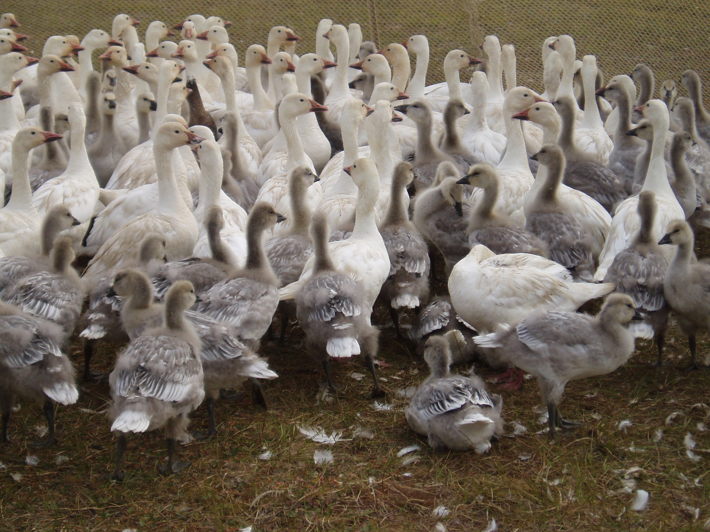 Snow geese at Barrow nesting area (Photo courtesy of ABR Inc.)