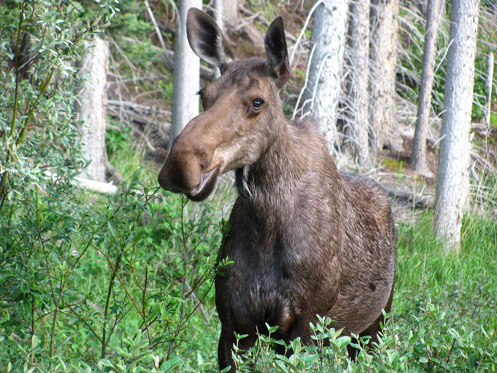 Cow moose (Wikicommons photo by Veronika Ronkos)