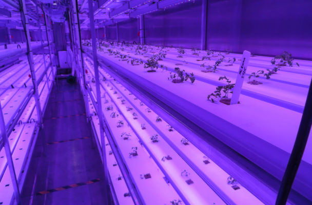 The first crop of seedlings sprouts inside the growing room of the Arctic Greens connex. The automated storage container will deliver 450 heads of locally grown produce each week. (Photo by Laura Kraegel, KNOM - Nome)