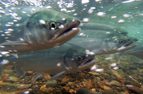 Chum salmon migration. (Photo courtesy of USFWS/Togiak National Wildlife Refuge)