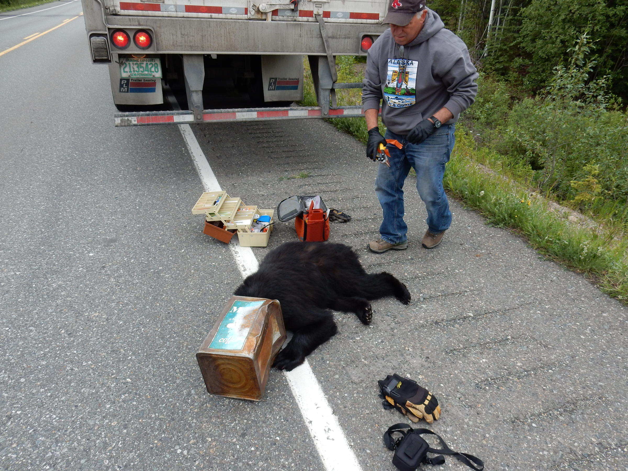 Wildlife Technician Bob Gingue approaches the bear after it's been darted, preparing to remove the coffee can. (Photo courtesy of Jeff Wells, Alaska Department of Fish and Game)