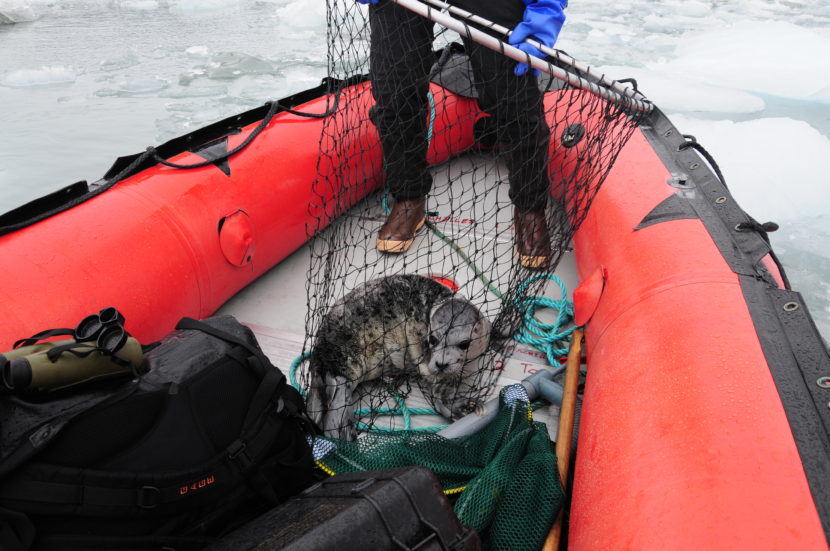 A netted pup: a harbor seal pup just captured in Disenchantment Bay near Yakutat. (Photo by John Jansen, NOAA)