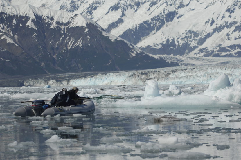 Researchers move slowly through the ice in Disenchantment Bay hoping to get close enough to net a seal. (Photo by Jamie Womble, National Park Service)