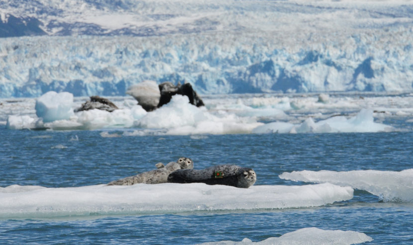 A study animal resting on ice in a group near Hubbard Glacier in Disenchantment Bay. (Photo by John Jansen, NOAA)