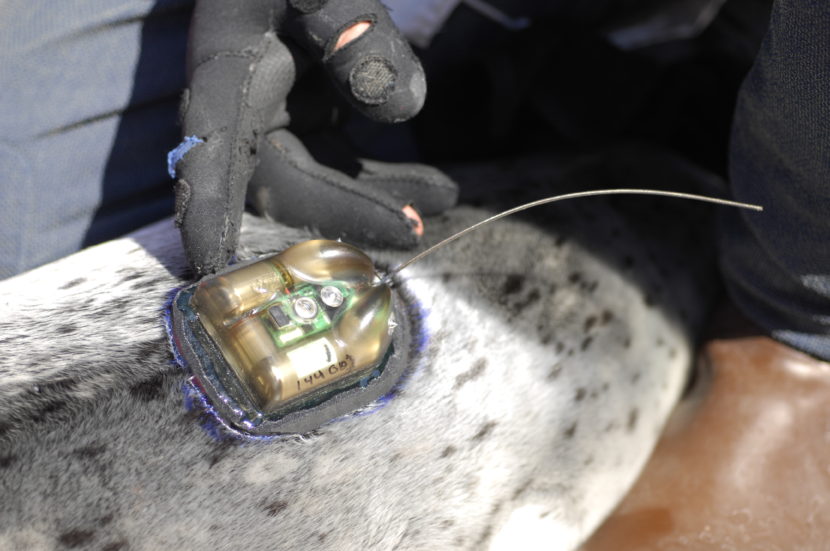 A closeup view of a satellite tag attached to a harbor seal pup. (Photo by Jamie Womble, National Park Service)