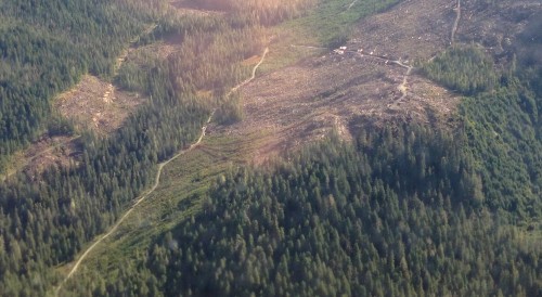 A Tongass National Forest clearcut is shown in this 2014 aerial view. (Photo by Ed Schoenfeld, CoastAlaska News)