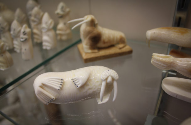 An ivory walrus on display at Maruskiya’s in Nome. (Photo by Emily Russell, KNOM - Nome).
