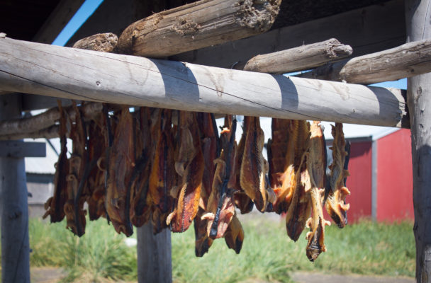 Salmon drying in Stebbins. (Photo by Emily Russell, KNOM - Nome)