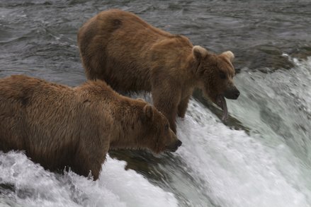 Screenshot of the Katmai Bear cam footage (Image courtesy of Explore.org)