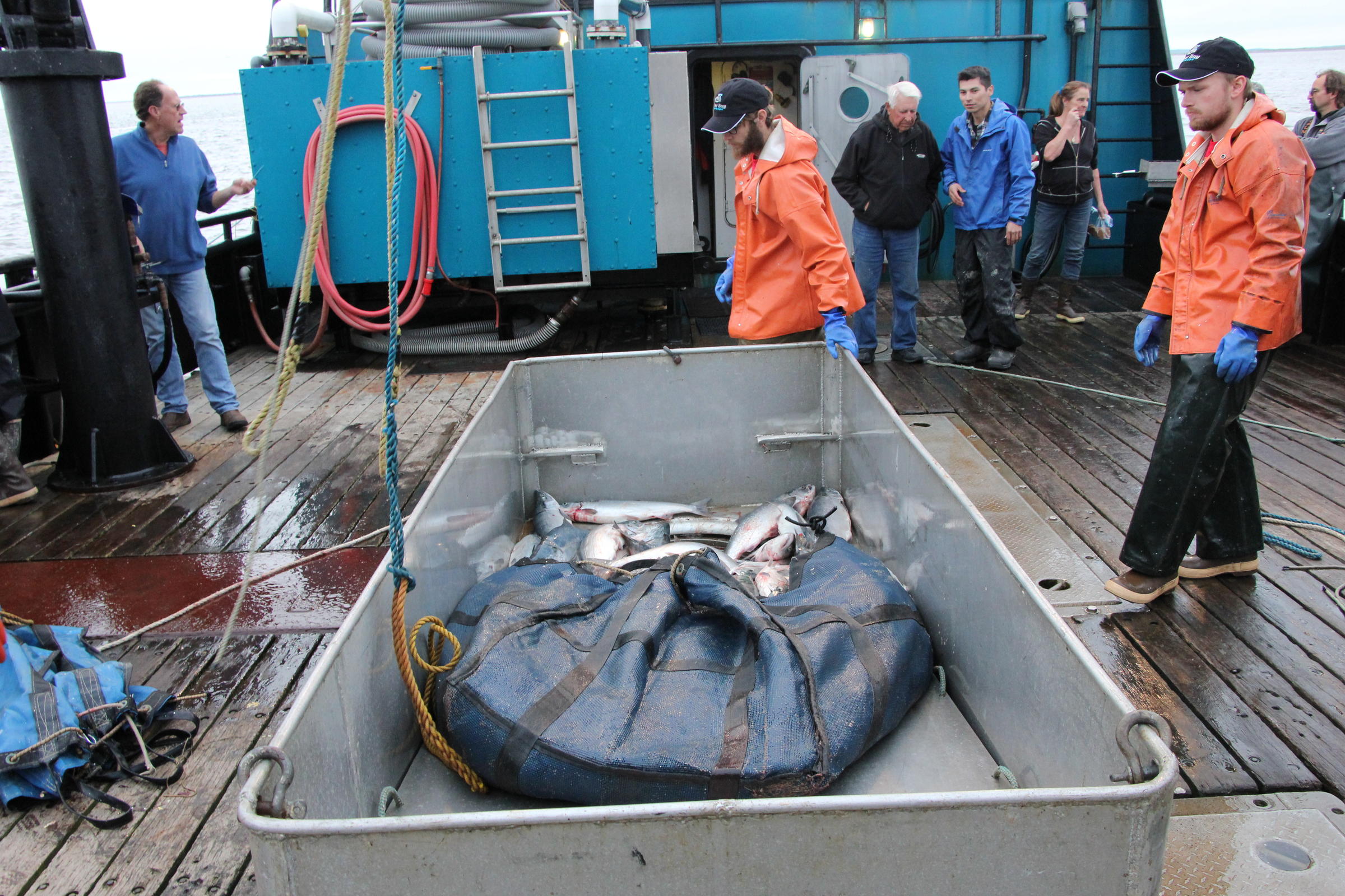 One of skipper Howard Knutsen's bags of sockeye being delivered to the F/V Lady Helen in Ugashik. Knutsen, 86, is the oldest actively fishing drift permit holder in the Bay, and was among thousands of fishermen who landed Bristol Bay's two billionth salmon this season. (Photo by KDLG)