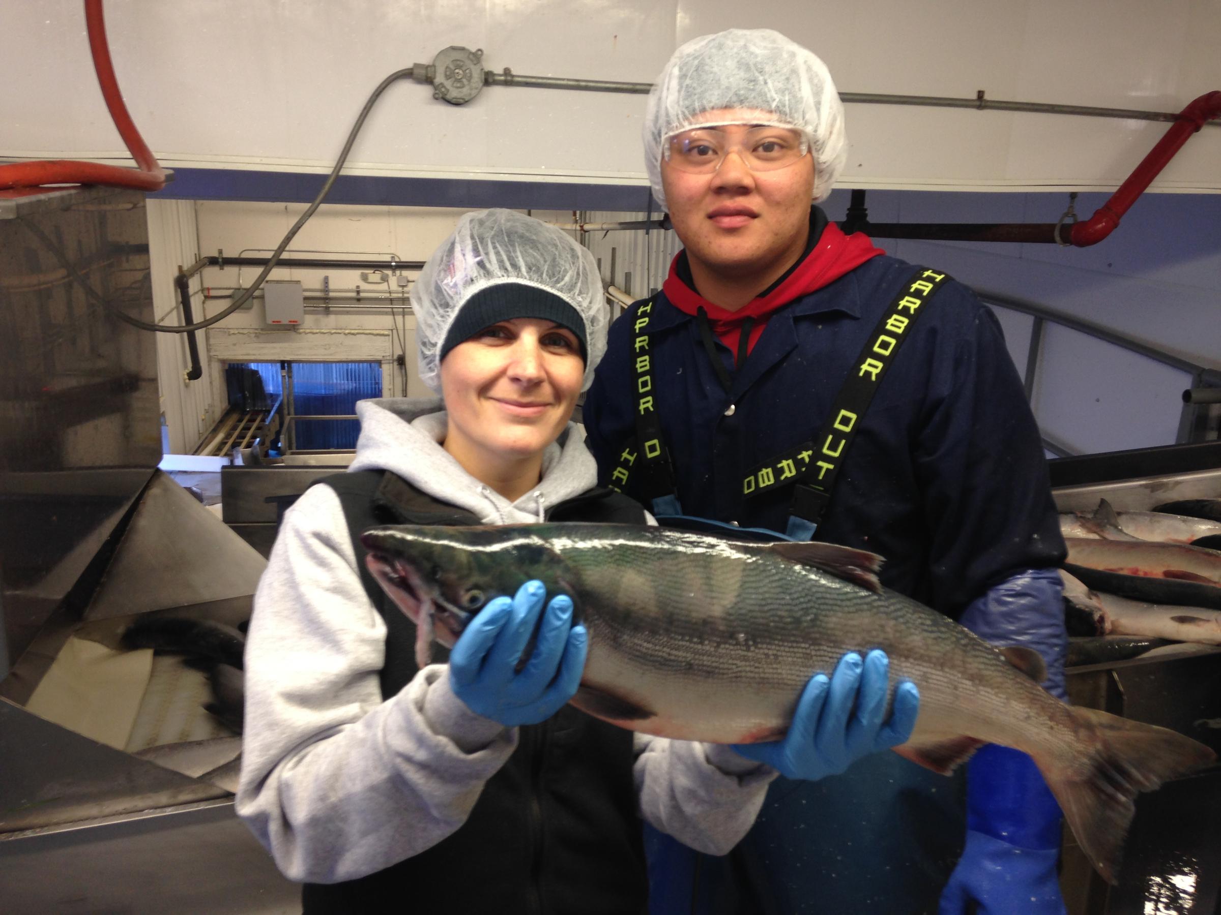 Samantha Russell and another Icicle Wood River employee show the 2,000,000,000th salmon, a sockeye, before it's filleted and flown fresh to a consumer on the East Coast. (Photo by KDLG)