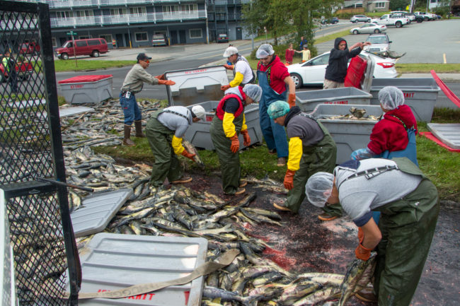 Crews load salmon back into fish totes after a tuck rollover on Egan Drive on July 25th, 2016. (Photo by Mikko Wilson, KTOO - Juneau)